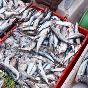 La sardine, un poisson sous tensions